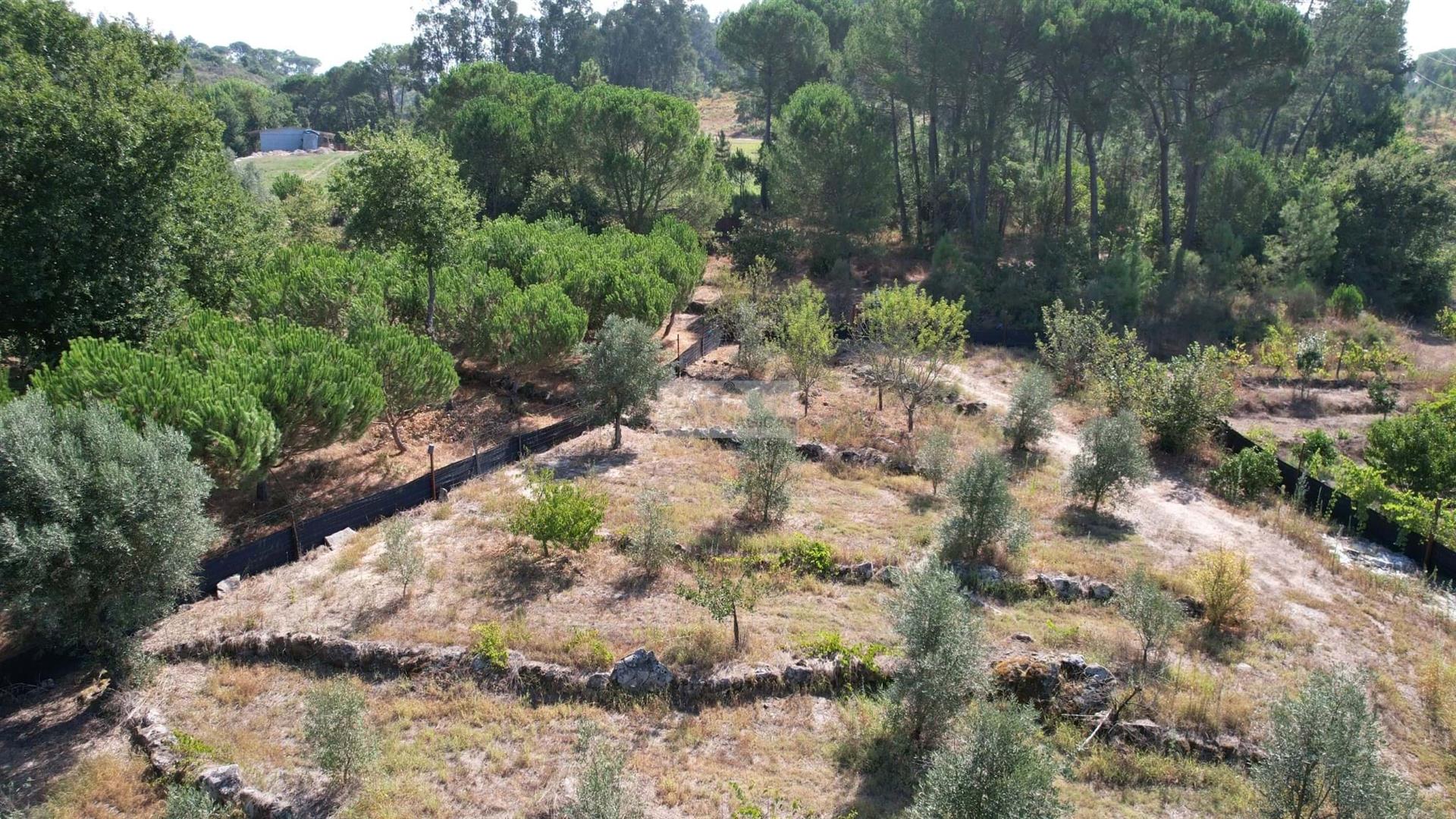 Rustic Land in Carregal do Sal ( Beijós )
