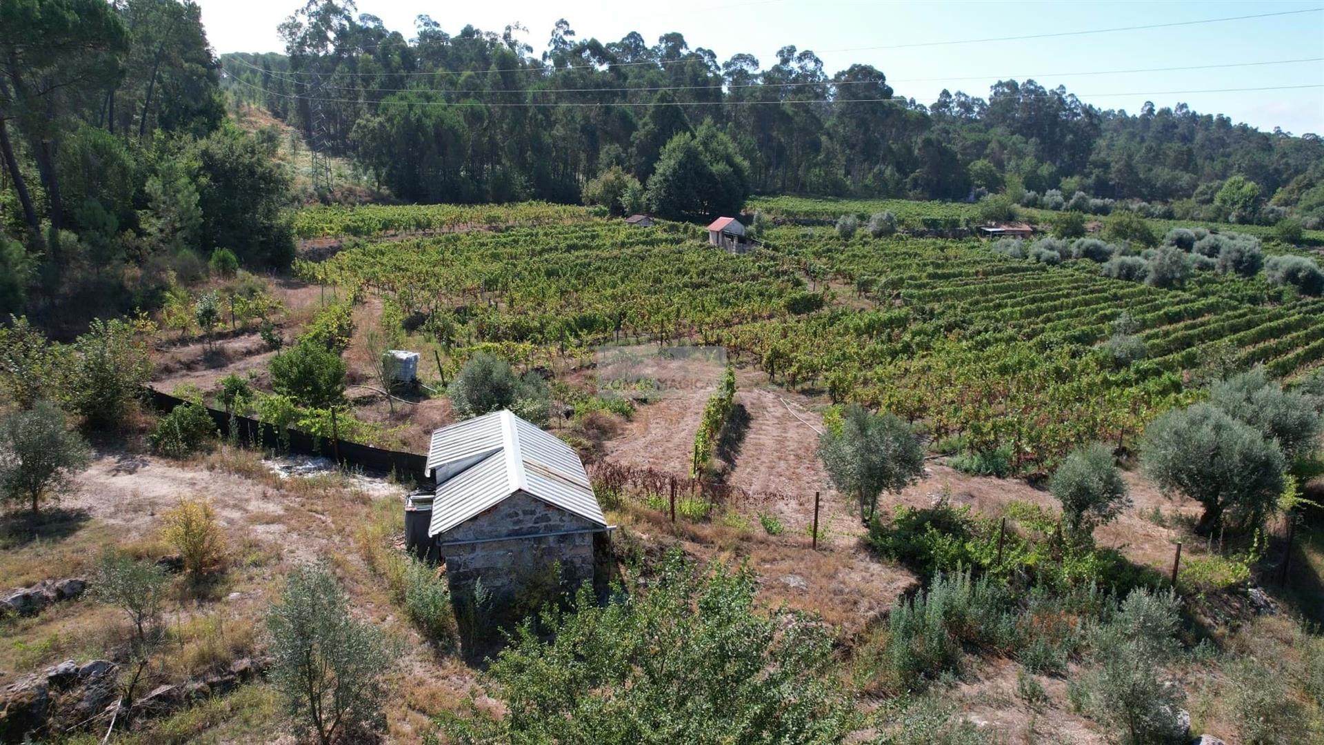 Rustic Land in Carregal do Sal ( Beijós )