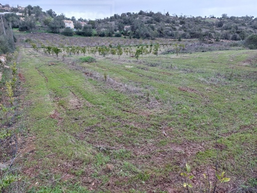Tierras agrícolas con plantación orgánica - Paderne - Albufeira.