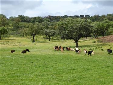 364 Ha adatto per bovini, ovini e Caprini. Portel, Evora, Portogallo.