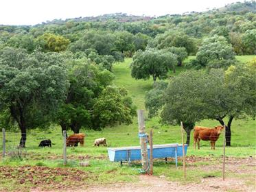 364 Εκτάρια κατάλληλα για βοοειδή, πρόβατα και Καπριανούς. Portel, Εβόρα, Πορτογαλία.