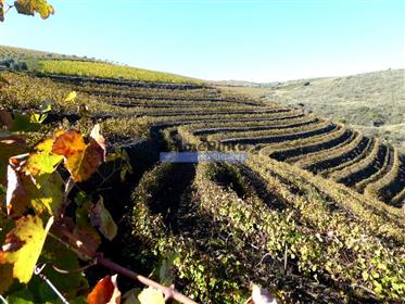 Port Wine farm, 25ha, Douro. Portugal, V. N. Foz Côa