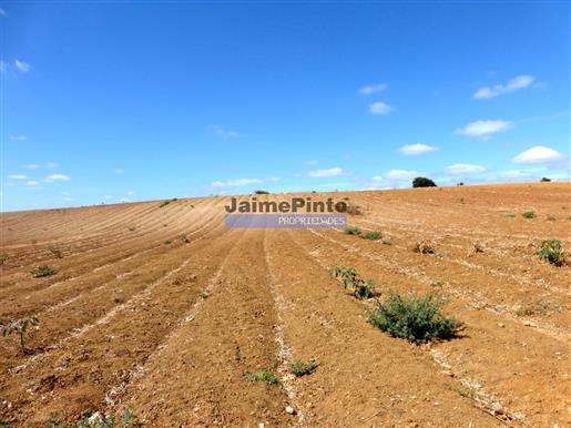 Grundstück von 86 ha für den landwirtschaftlichen Anbau. Portugal, Santarém.