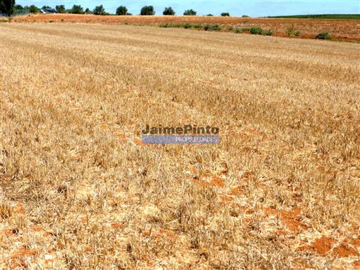 Grundstück von 86 ha für den landwirtschaftlichen Anbau. Portugal, Santarém.