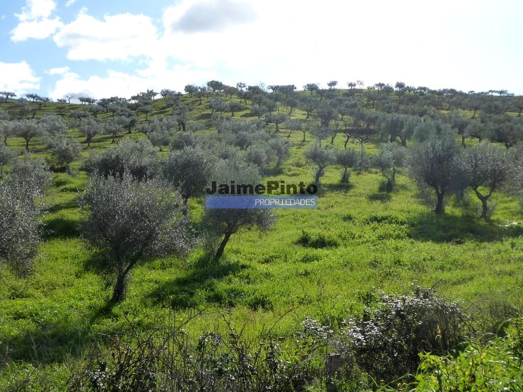 45.000M2 Olive grove and ruin. Portugal, F.C. Rodrigo, Barca d’Alva.