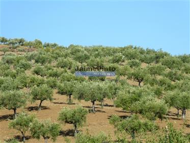 4,1 ha Oliveraie, ovocnáři arbres, zřícenina. Portugalsko, F. C. Rodrigo, Escalhão