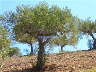4,1 ha Gaj oliwny, drzewa owocowe, ruina. Portugalia, F. C. Rodrigo, Escalhão
