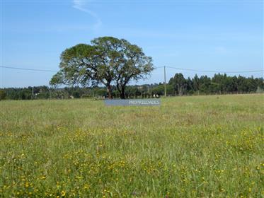 640.000M2 of cultivated land, 60.000m2 of which are irrigated. Portugal, Beja, Odemira.