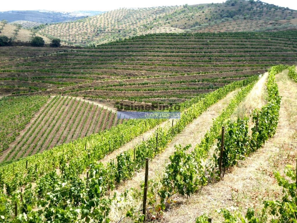 251Ha Vineyard and Olive grove, Douro river. Portugal, Foz Côa, Douro Superior.