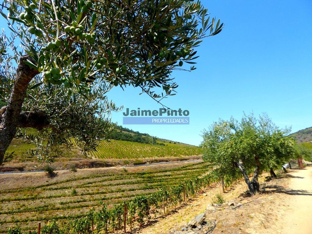 1.570.000M2, Vineyard, Olive grove, Almond grove, House. Portugal, Douro, Foz Côa.