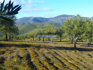 Propriété de 130 ha avec oliviers, vignoble, forêt. Portugal, Guarda, F. C. Rodrigo.