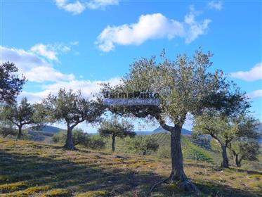 Propriété de 130 ha avec oliviers, vignoble, forêt. Portugal, Guarda, F. C. Rodrigo.