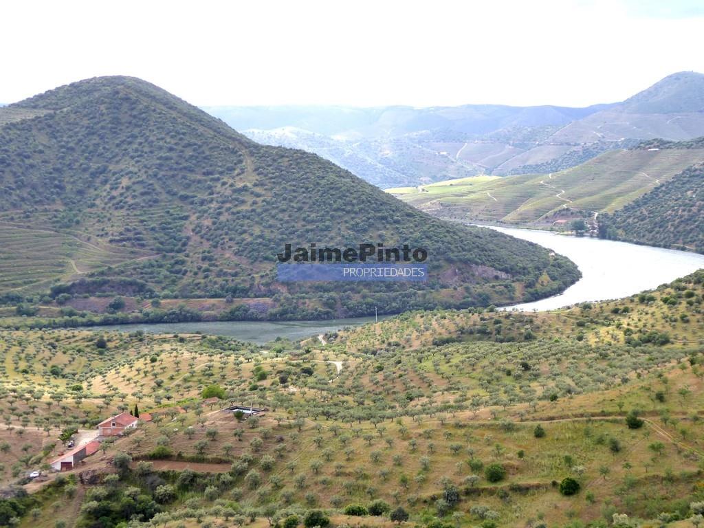 44.000M2 with olive grove, ruined house, 10 min. From the river Douro. Portugal, F. C. Rodrigo.