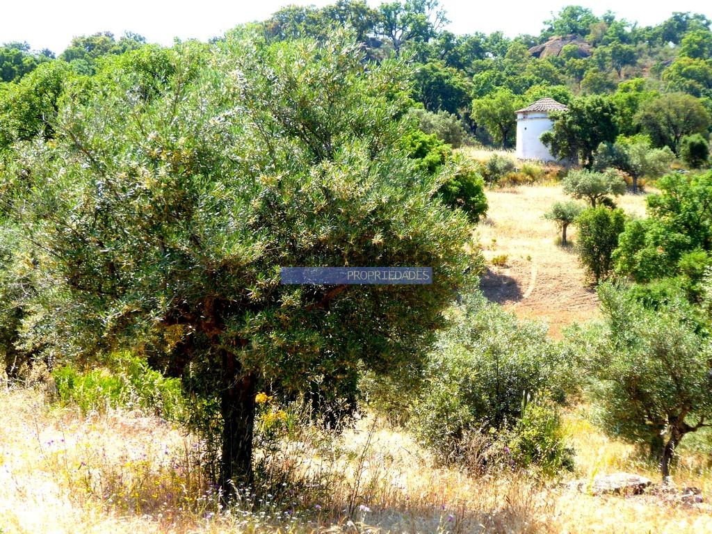 51.000M2 Olijfgaard, avec pigeonnier. Figueira de Castelo Rodrigo. Portugal, Barca d'Alva, Escalhão.