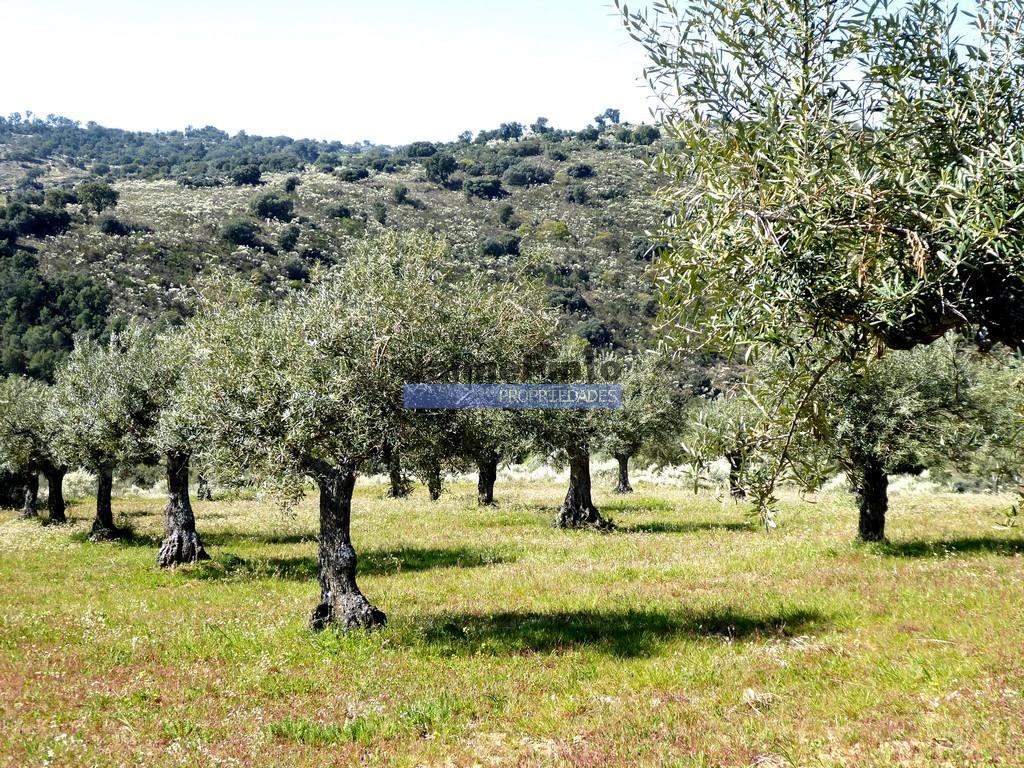 51.000M2 Olijfgaard, avec pigeonnier. Figueira de Castelo Rodrigo. Portugal, Barca d'Alva, Escalhão.