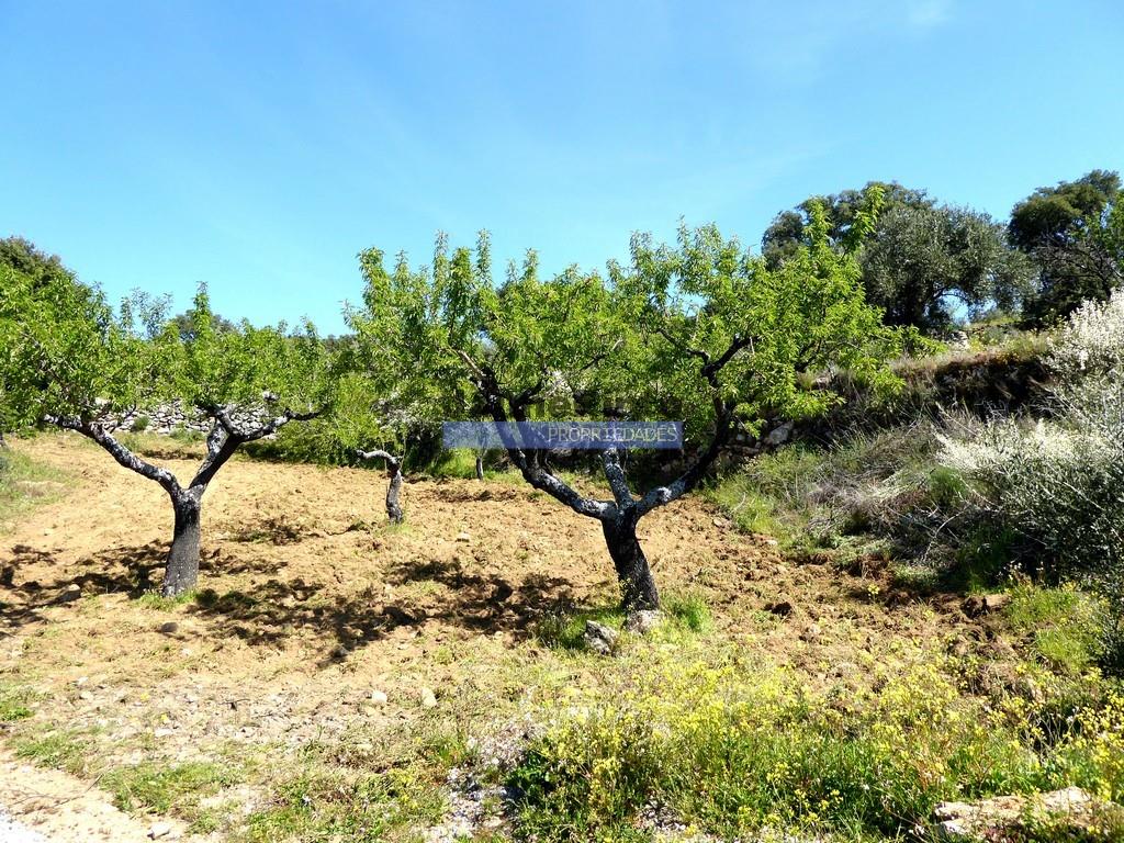 51.000M2 Olijfgaard, avec pigeonnier. Figueira de Castelo Rodrigo. Portugal, Barca d'Alva, Escalhão.
