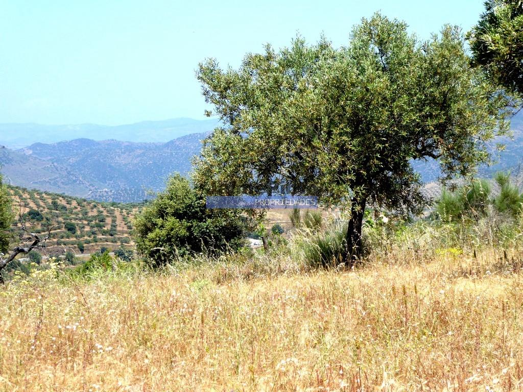 51.000M2 Olijfgaard, avec pigeonnier. Figueira de Castelo Rodrigo. Portugal, Barca d'Alva, Escalhão.