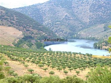 260 ha Winnica i gaj oliwny wzdłuż rzeki Douro. Portugalia, Foz Côa, Douro Superior.
