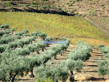 260 Ha vingård og olivenlund langs Douro-elven. Portugal, Foz Côa, Douro Superior.
