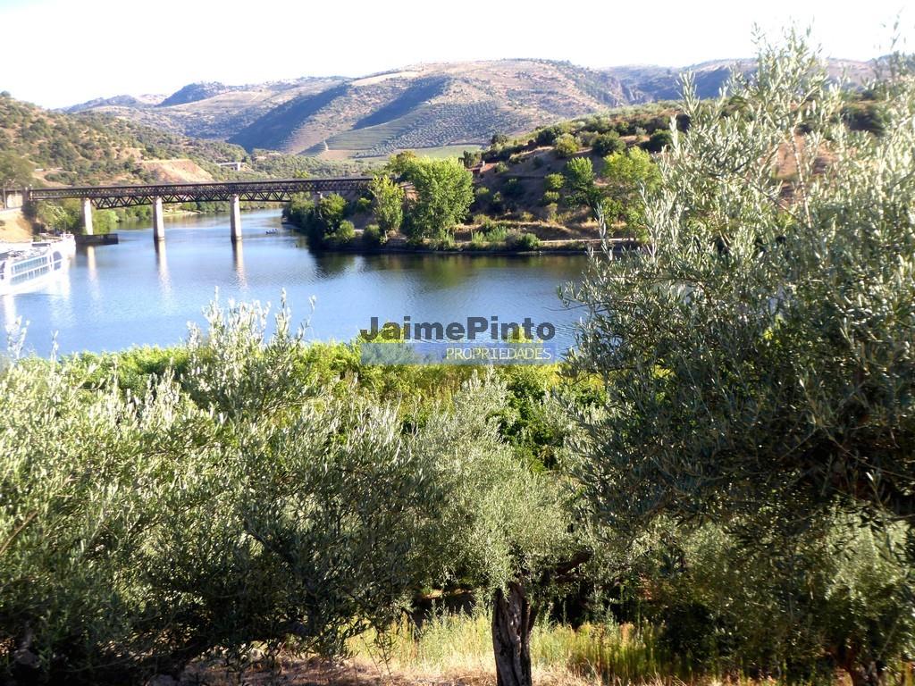 Olivenhain auf 400.000m2, in der Nähe des Flusses Douro, Region Ligares, Barca D'Alva. Portugal, Fr