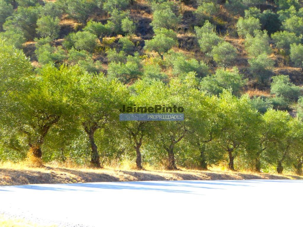 Olivenhain auf 400.000m2, in der Nähe des Flusses Douro, Region Ligares, Barca D'Alva. Portugal, Fr