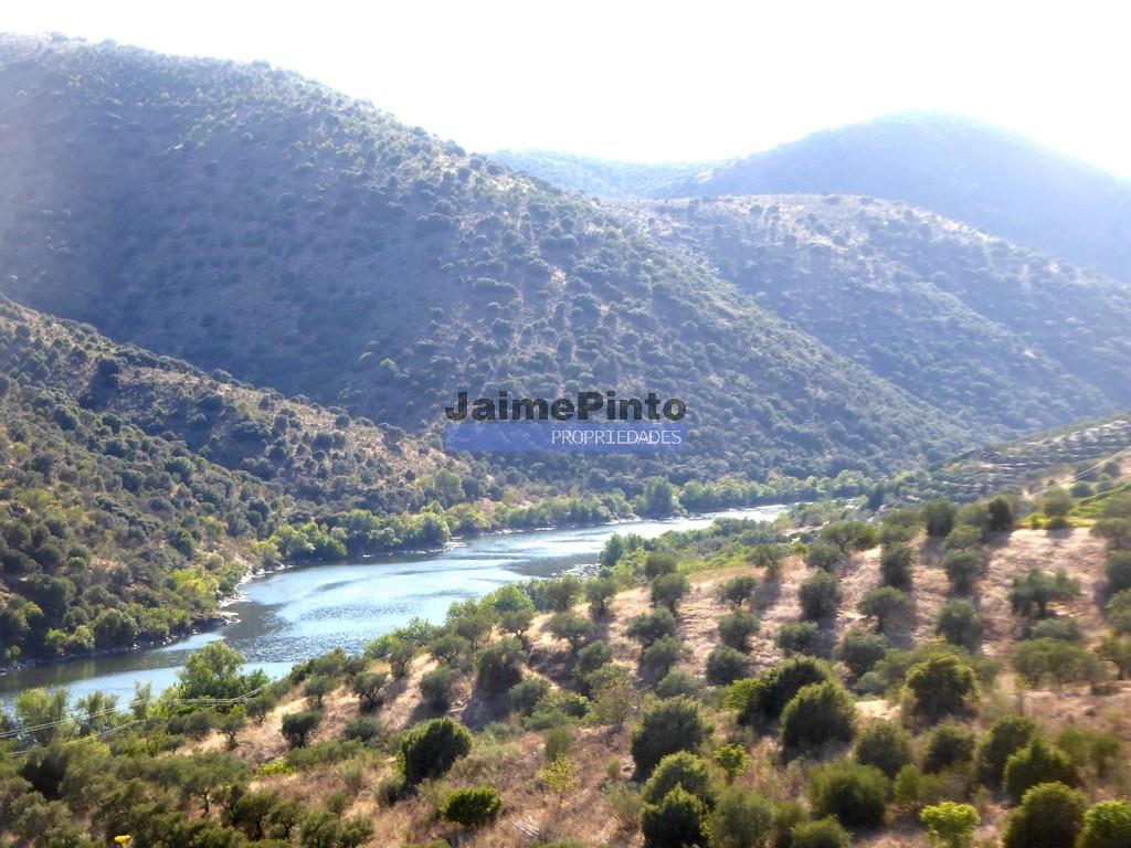 Olivenhain auf 400.000m2, in der Nähe des Flusses Douro, Region Ligares, Barca D'Alva. Portugal, Fr