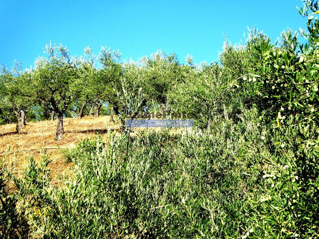 Olivenhain auf 400.000m2, in der Nähe des Flusses Douro, Region Ligares, Barca D'Alva. Portugal, Fr