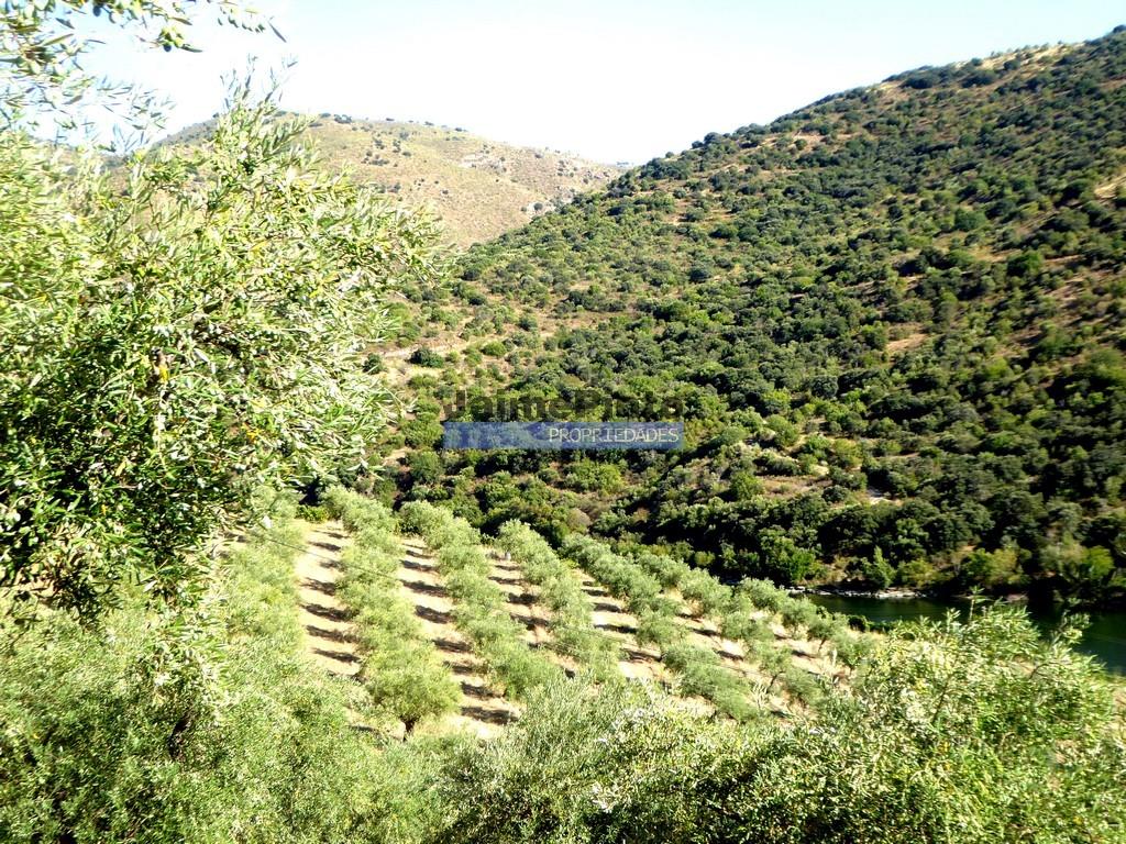Olivenhain auf 400.000m2, in der Nähe des Flusses Douro, Region Ligares, Barca D'Alva. Portugal, Fr