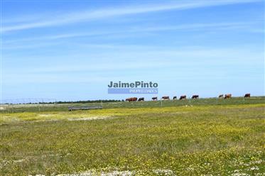 700.000M2 of land, Houses, Horses, Cattle, Water. Portugal, Beja.