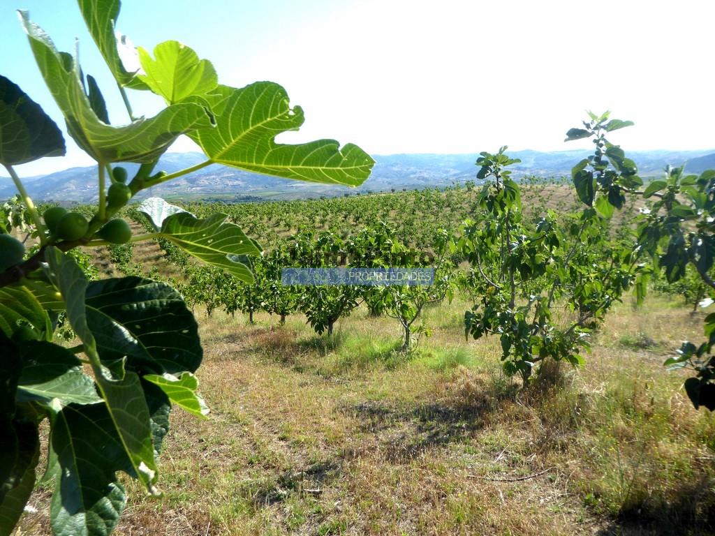 150.000M2 com Figueiras Biológicas, em Trás-os-Montes. Portugal, Mirandela.