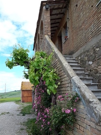 Ferme/Maison de village à vendre à Montalcino, rénovation-Ref. V 11116 Montalcino rustique