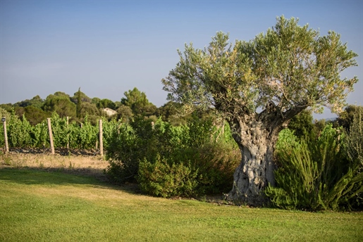 A Vineyard Estate In The Faugères Appellation
