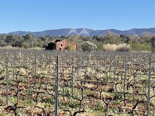 Domaine D'envergure Vini-Viticole Aop Côtes De Provence