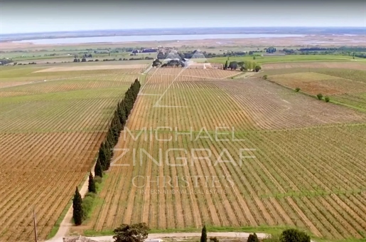 An Organic Vineyards Estate