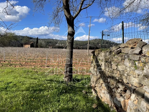 AOP Côtes de Provence - Wijngaard in Centre Var
