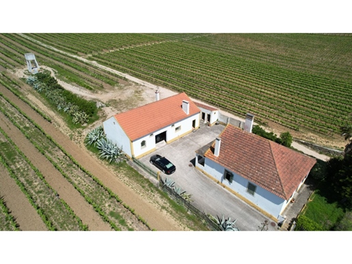 Farm with vineyard, 4 bedroom house and warehouse, 15 minutes from Torres Vedras