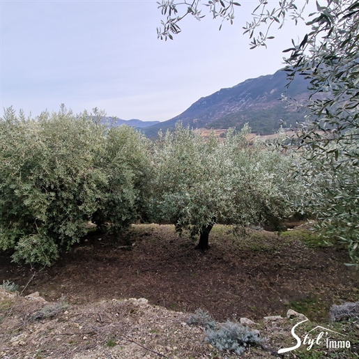 Olive orchard in AOP de Nyons of 5500 m2