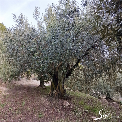Olivenhain in AOP de Nyons von 5500 m2