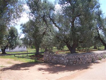 Baubarer Olivenhain in Carovigno