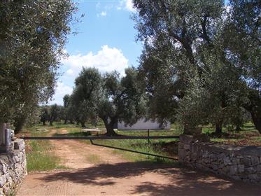 Building Olive Grove In Carovigno