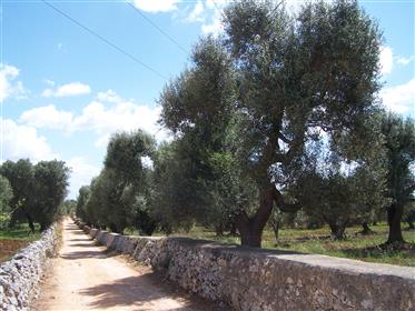Baubarer Olivenhain in Carovigno