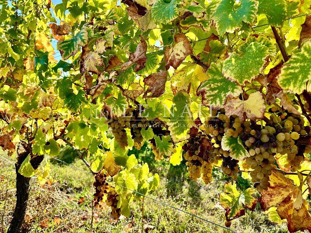 French exceptional vineyards for sale in southern Périgord (near Bergerac - Dordogne)