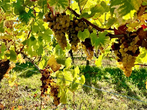 Vineyard Property South Of Bergerac