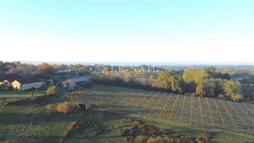 Country Property With Vineyard