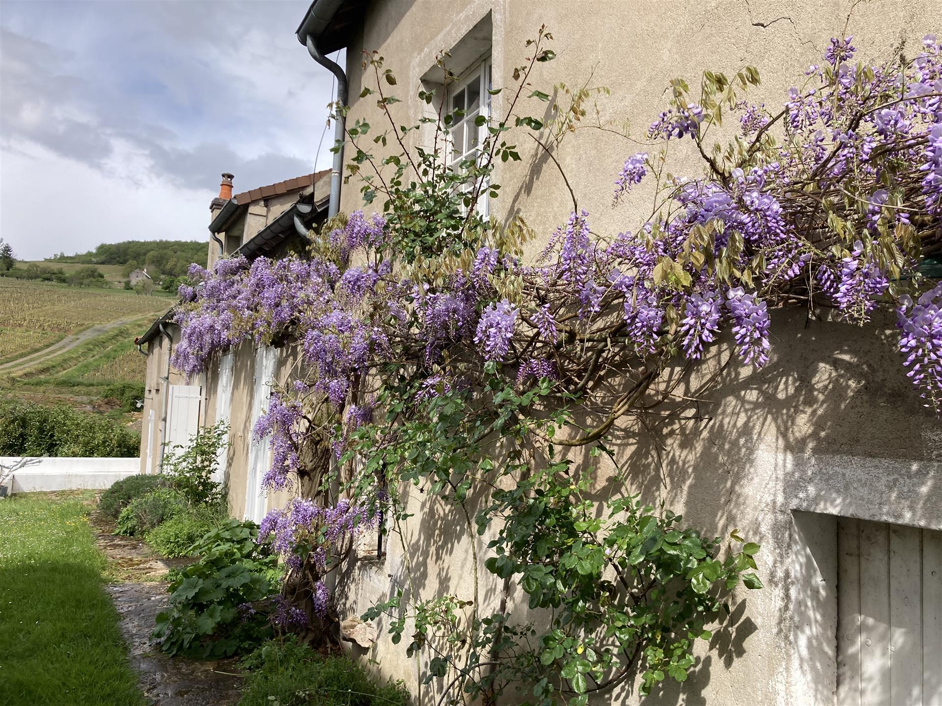  Entre Buxy Et Givry, Bourgogne Cote Chalonnaise, Magnifique ensemble immobilier sur son terrain clo