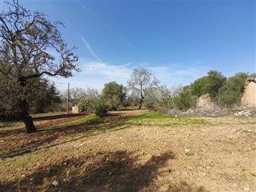 4.5 hectare farm for sale 5 minutes from Tavira