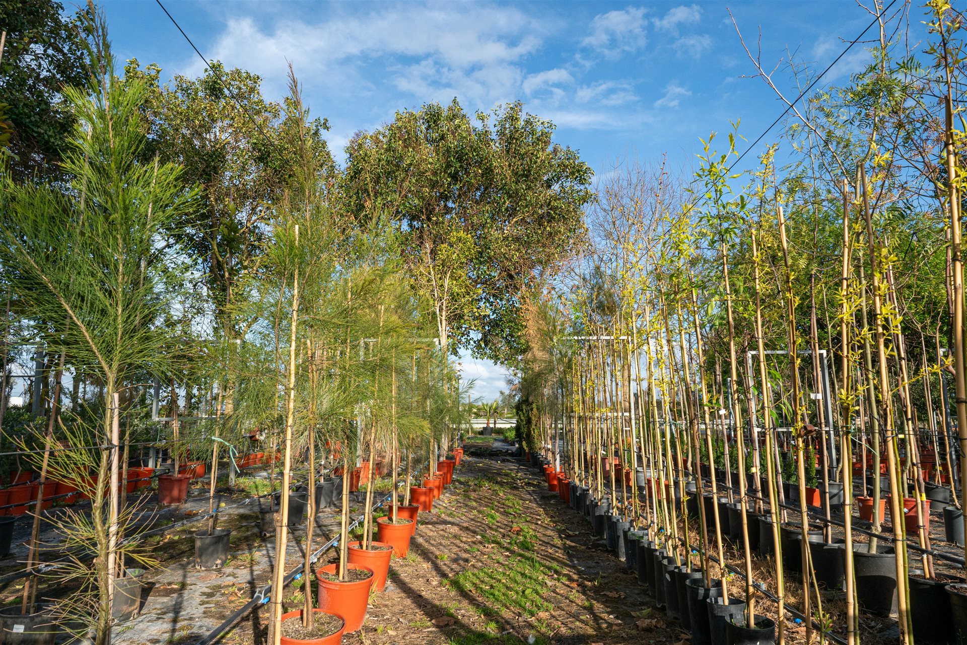 Verkoop van Bedrijf (Trespasse) | Tuincentrum | Beja