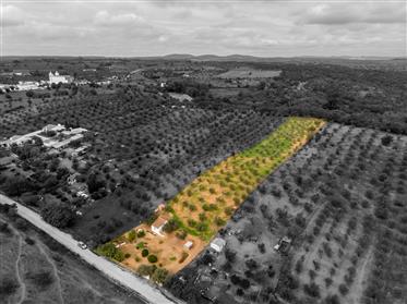 Grundstück|Zu verkaufen|Alentejo|Portugal