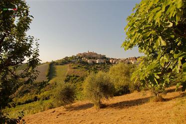 Tramonto - Schönes Haus in Stadtnähe, Olivenbäume und Aussicht inklusive