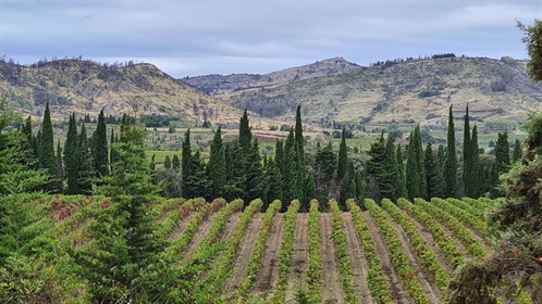 Magnifique domaine de 91 hectares au cœur des montagnes des Corbières.

Ce beau vin